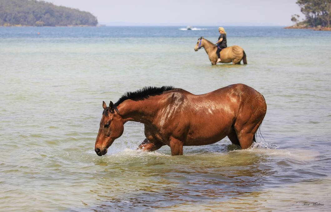 Margarete, mounted on Beau, while Eli takes a leisurely dip. Photograph by Terri Meakins.