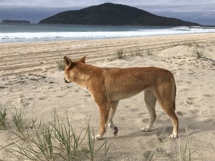 Council follows an adopted dingo management procedure that is a risk management model based on the highly successful program in place on Fraser Island. Photo Scott Meir.