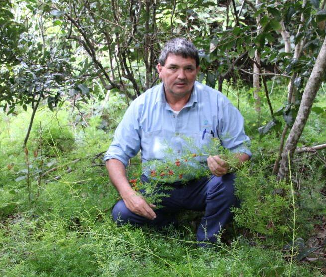 MidCoast Council atrategic qeeds biosecurity officer, Terry Inkson, with an infestation of asparagus weed, found near Forster. Asparagus weed has been targeted by the Pacific Palms Backyard Bushcare Program.