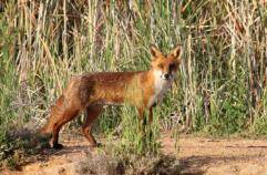 Hunter Local Land Services is running more than 40 control programs for wild dogs and foxes this year.
