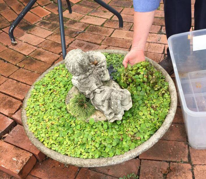 The discovery of Amazon Frogbit in this café water feature by John de Bruyn's 10-year-old son has prevented a significant incursion in the Great Lakes.