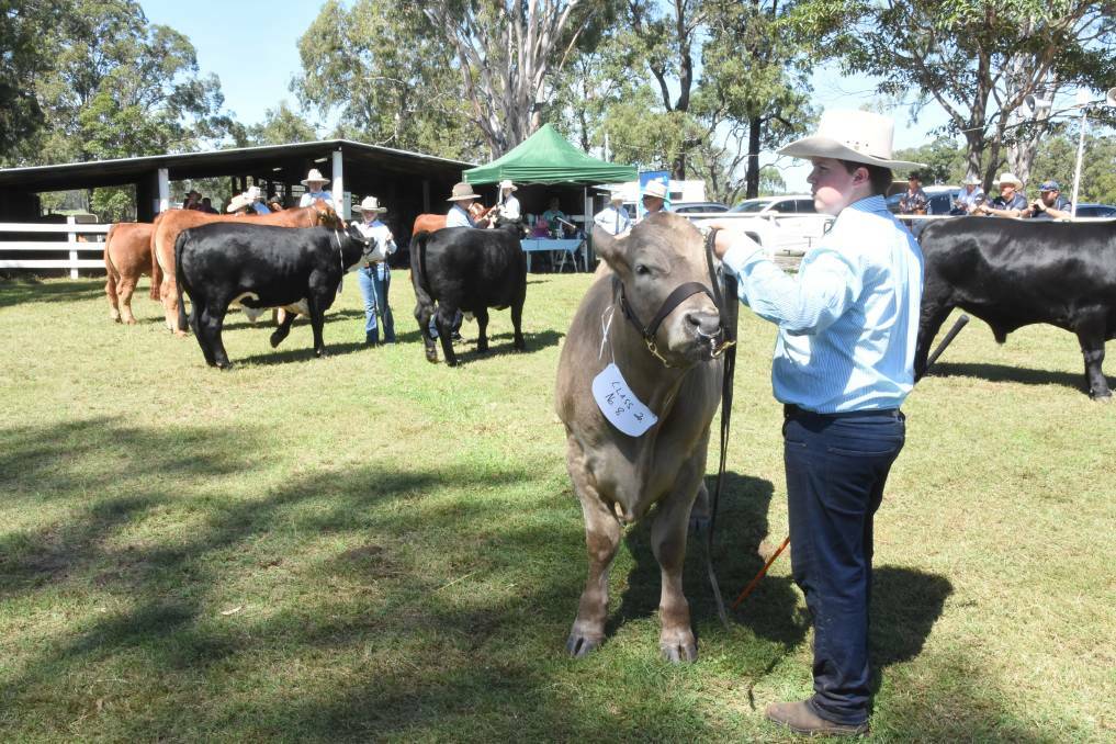 Beef cattle line-up at last year's Nabiac show.