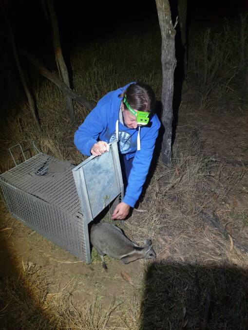 MidCoast Council catchment officer, Sally Stutsel releases bridled nail-tail wallaby (Onychogalea fraenata) back into the wild. Picture supplied.