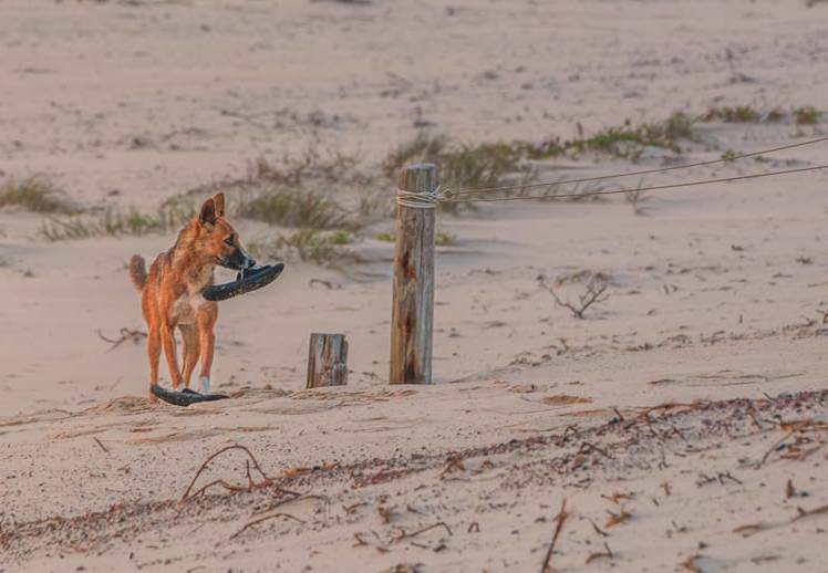 This cheeky dingo was captured by Tea Gardens photographer, Louise Richards taking off with her shoe at Bennetts Beach back in 2019.