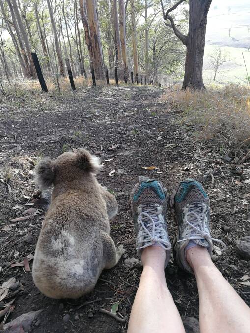 Alison Lyon took a moment out during her hike up the Bucketts to sit with the koala. Photo Alison Lyon
