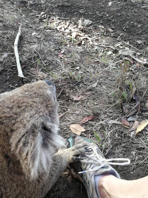 The koala put its paw on Alison's foot. Photo Alison Lyon