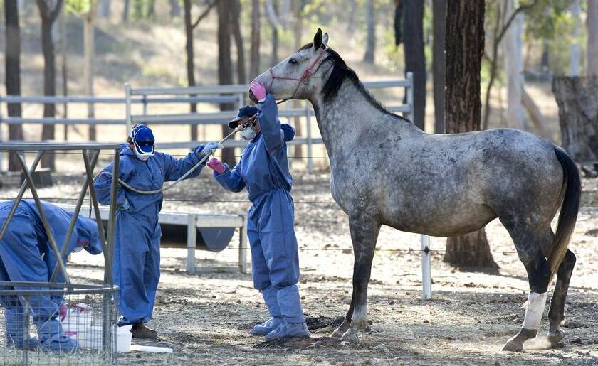 Hunter Local Land Services has urged horse owners to implement good biosecurity practices. Photo HLLS
