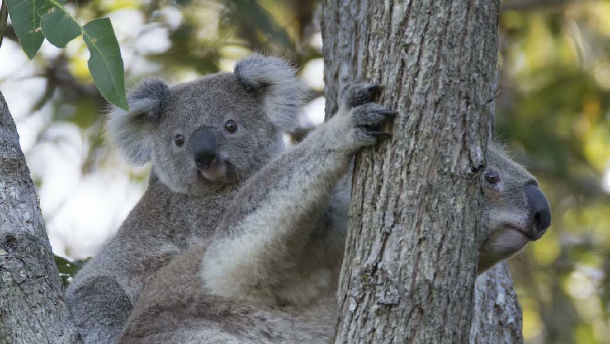 Koala with cub in Hawks Nest.