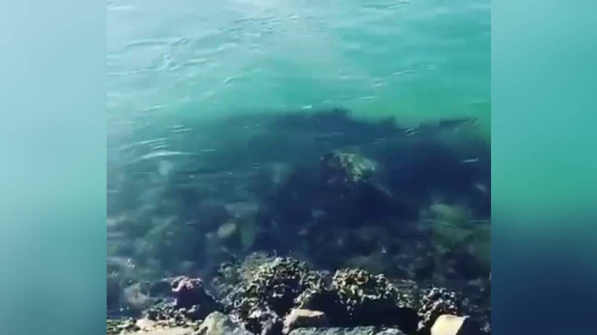 Can you spot the little shark? Photo: supplied