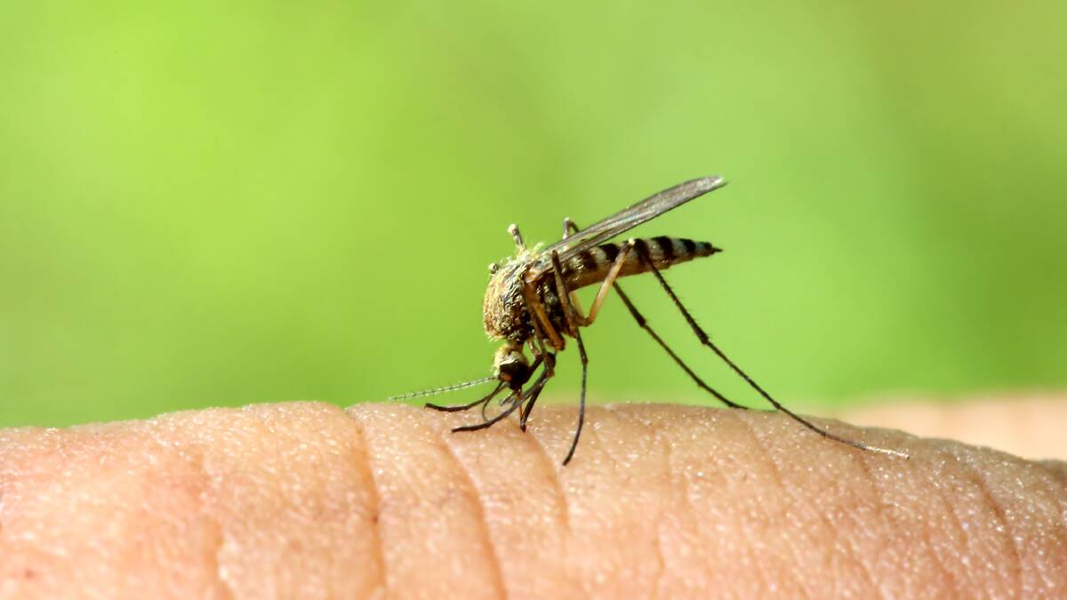 Risk of mosquito-borne illnesses lessens as cool weather arrives