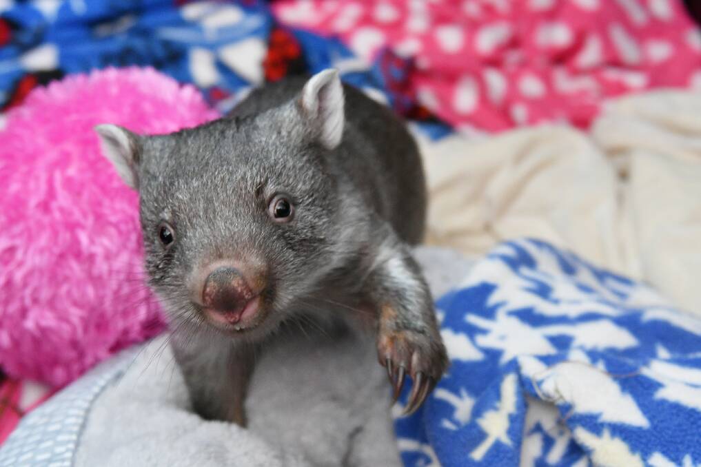 On The Move: Eight-month-old Sherman the wombat is on the move. His mother was hit by a car and killed. Picture: Brodie Weeding.
