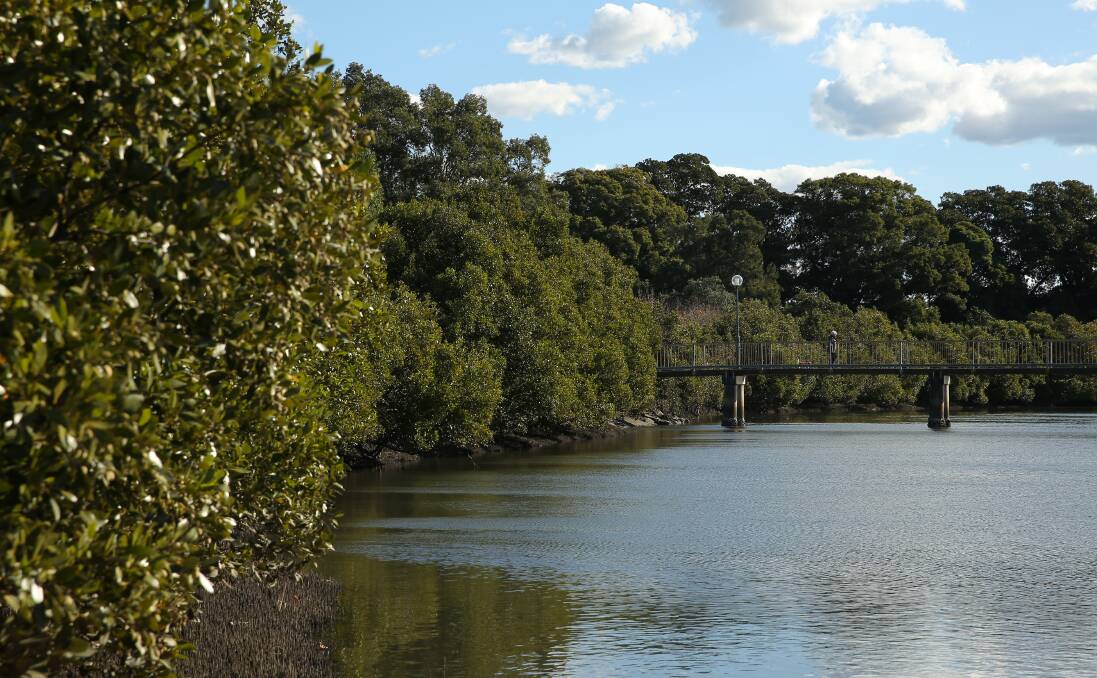 Bull sharks have been reported in Throsby Creek as far upstream as Islington Park. Picture by Simone DePeak. 
