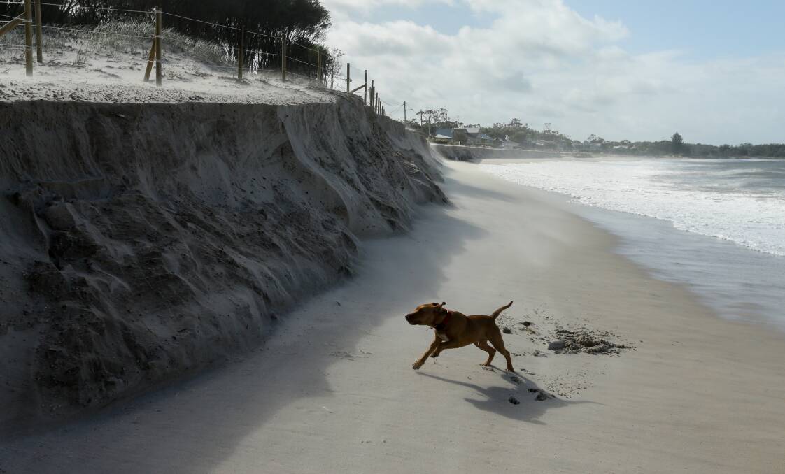 Curious: A local dog explores the newly created cliff at Jimmys Beach on Wednesday. Picture: Jonathan Carroll