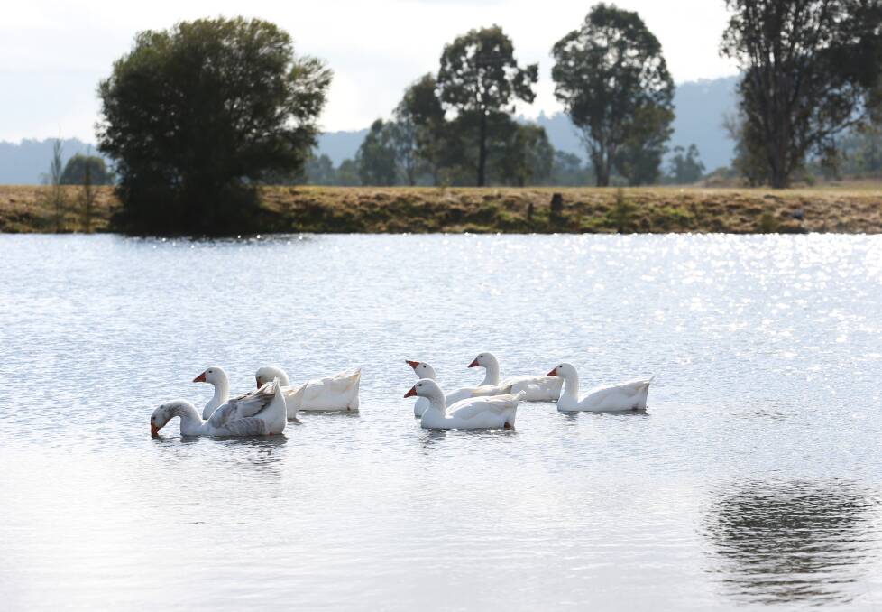 Bucolic: Geese on the main dam at Winmark Wines. Picture: Simone De Peak 