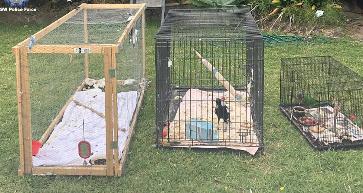 POLICE: Some of the birds seized by detectives. Picture: NSW Police