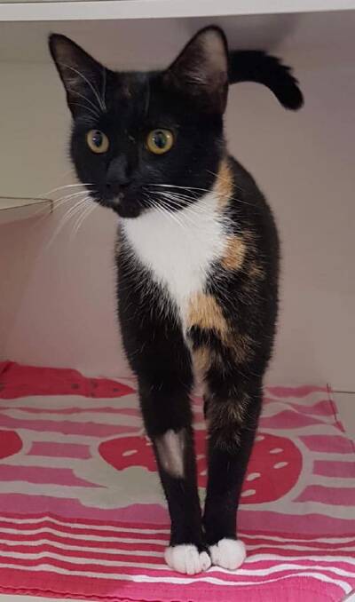 Meet Sox: She is just one year old and has still got a bit of kitten about her, even though she has already had her own litter. Sox is desexed and ready to be adopted.