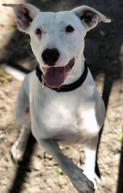 Fur friend in need: Digger would dearly love to be rehomed and has been waiting for some time for a new family to care for him. Could this be you?