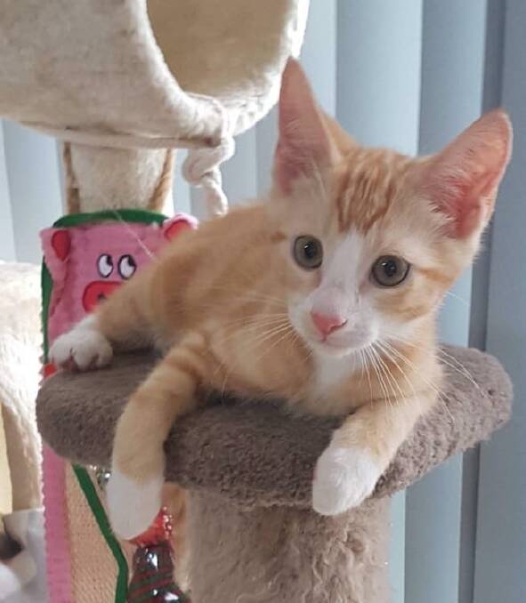 Too cute: Koi is such a handsome kitten with all the curiosity that comes with these fur babies.