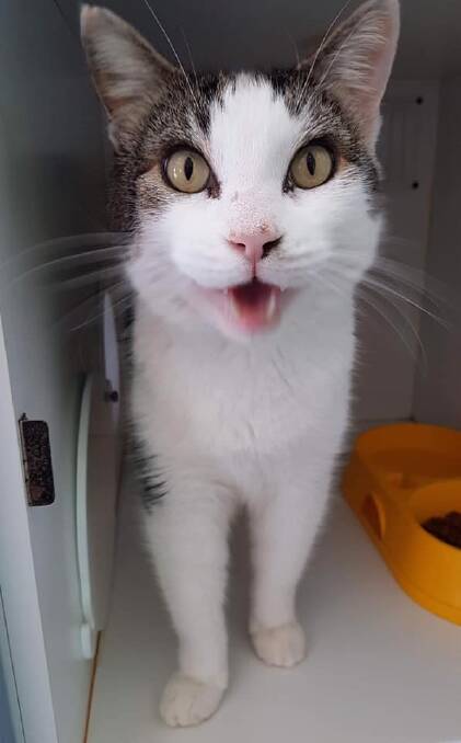 Hello: This is Smokey, a handsome lad with gorgeous eyes. Looks like he is eager to say hello in this photo which was supplied by AWL Great Lakes Manning.