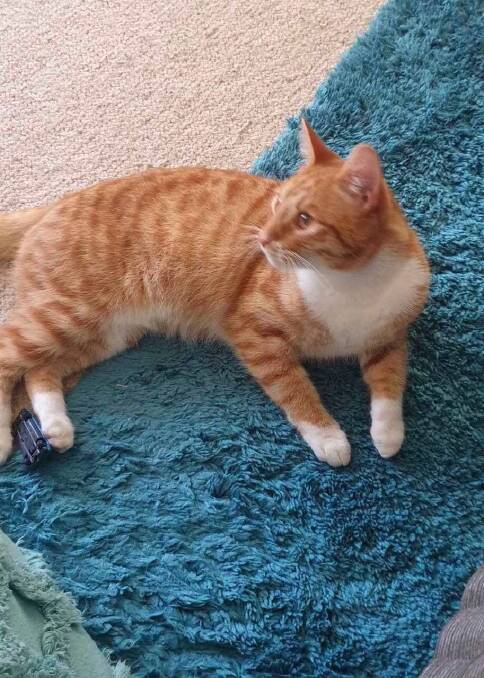 Say hello to Little Man: Our lovely ginger lad is only a year old so he may not stay so little. If you would like to adopt him you could rename him. Photo supplied