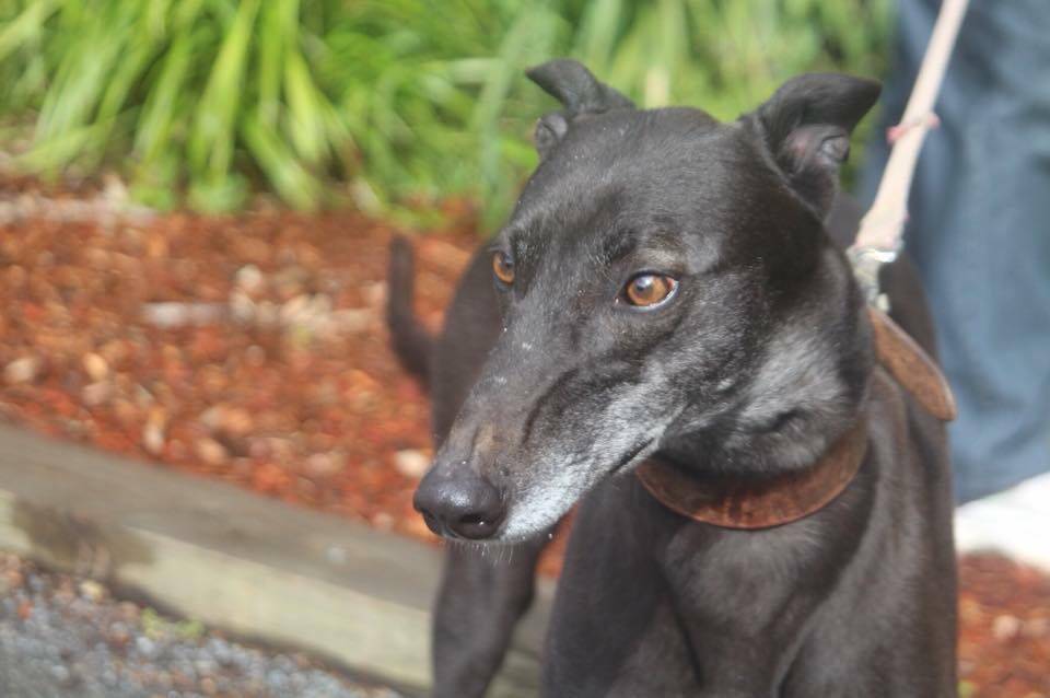 Deserves love: Greyhound Tracy is a very affectionate girl who has been with the Animal Welfare League Great Lakes Manning branch for a while. She needs you.
