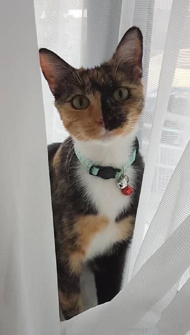 Beautiful: Rose is affectionate, laid back and would make a wonderful companion. Photo supplied by Animal Welfare League Great Lakes Manning.