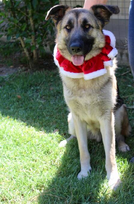 Merry Christmas: Chase would love to be with a new family in time for Christmas, as long as they know it takes commitment to own a large breed dog. Photo supplied
