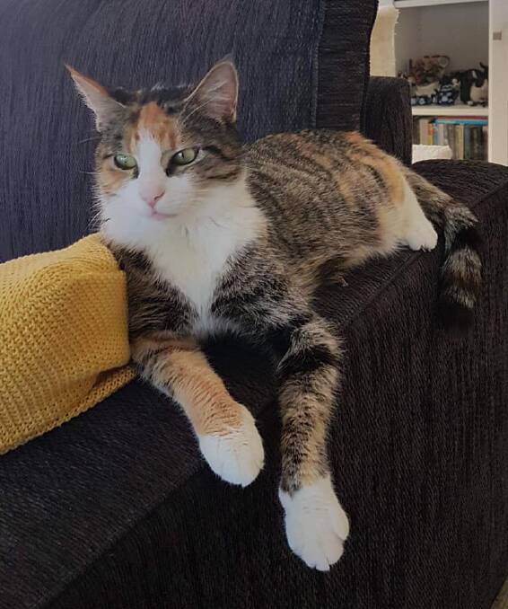 Beautiful: Super sweet Tammie is in need of a loving family who can lavish her with all the attention she deserves. Photo supplied by Animal Welfare League.