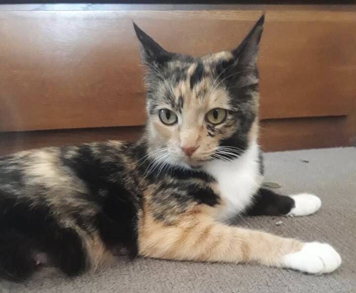 So pretty: What amazing marking little calico cat Koi has. She is very distinctive and deserves a home where she can relax and feel loved.Photo supplied