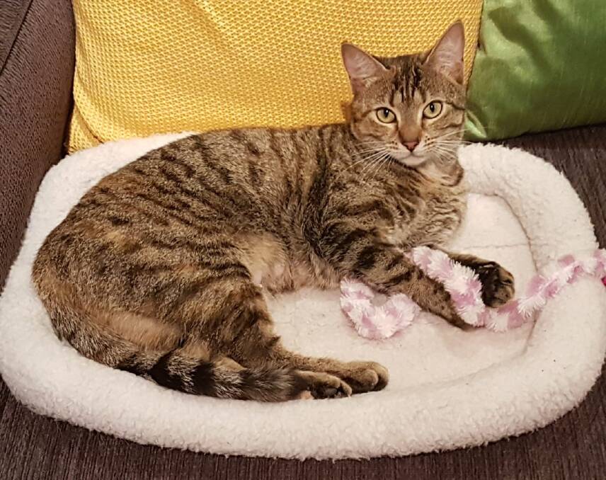 Looking for my humans: Carmel loves company and is now at Animal Welfare League Great Lakes Manning awaiting adoption by a new family. Photo supplied.