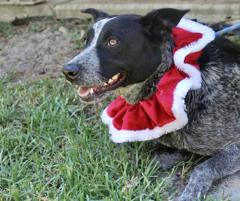 Ready for Christmas action: Polly is a playful girl eager to have a pooch buddy and a new home. Photo supplied by Animal Welfare League Great Lakes Manning.