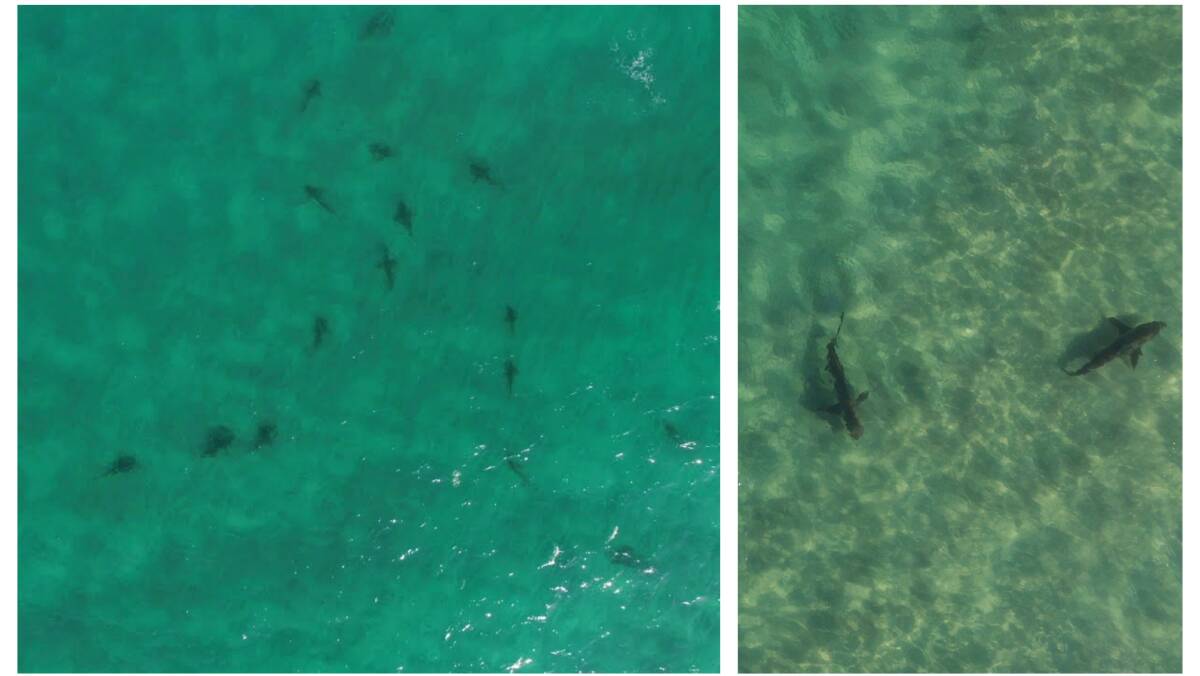 Drone photographer Dean Stevens has captured footage showing large numbers of sharks off beaches across the Great Lakes - watch the video below.