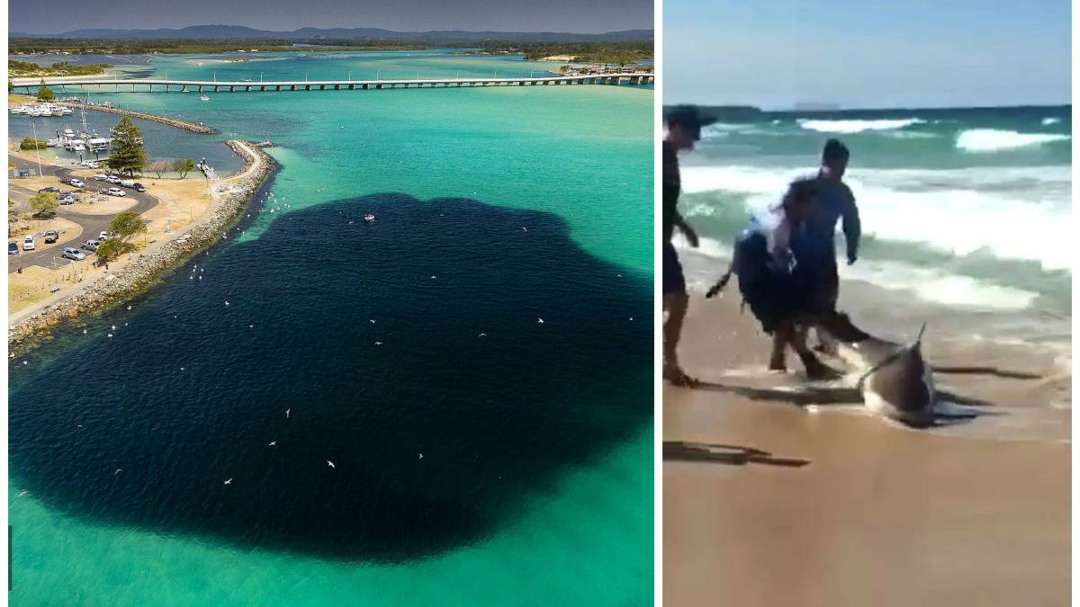 Shane Chalker's incredible photo of the bait ball and a still from the video which shows men wrestling a large bronze whaler back into the ocean at Tuncurry. CLICK THE PHOTO TO WATCH THE VIDEO