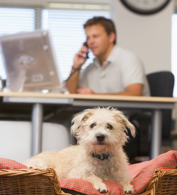 To improve productivity, wellbeing and engagement, many companies are allowing employees to bring dogs to the office.
