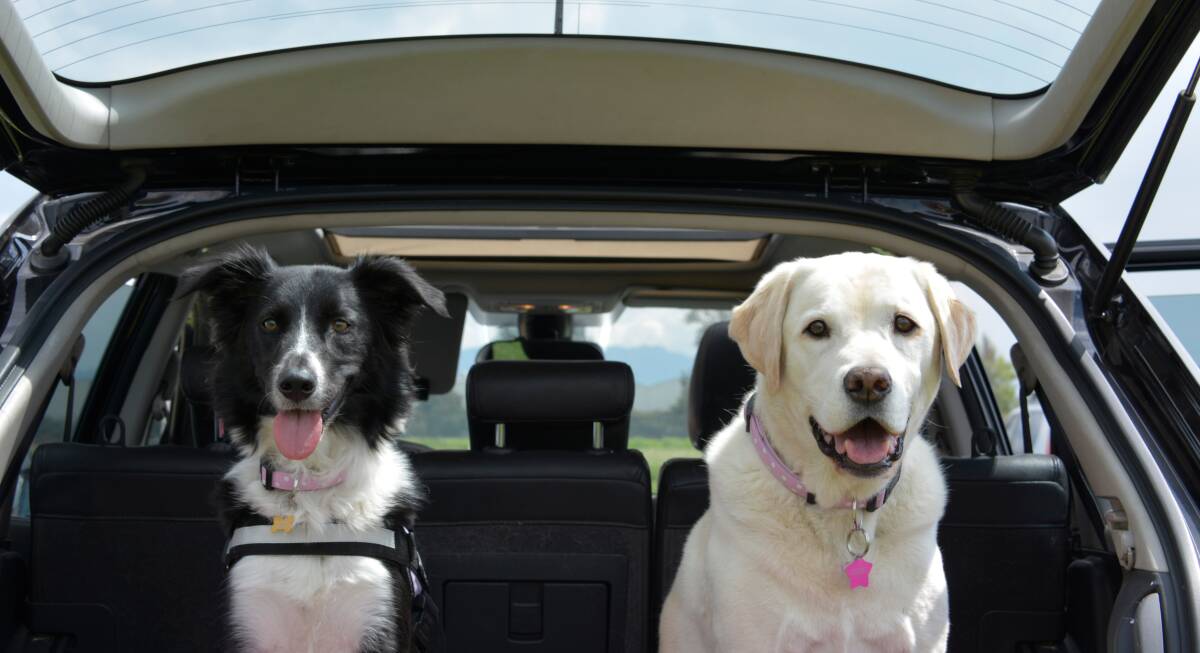 Are we there yet?: Never leave your dog alone in the car – even on a mild day, dogs can suffer from heat stress which can cause organ failure and even death.