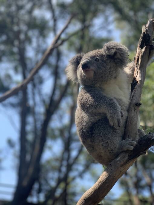 WHAT COMES NEXT: Not-for-profit Aussie Ark's planned koala colony was due to open late this year but will proceed faster to meet demand after the NSW bushfires. 