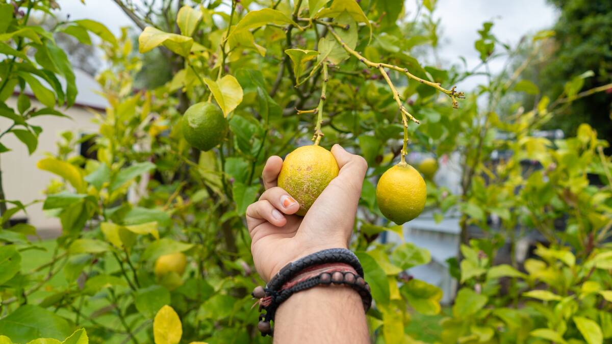 SWEET: Lemons rank among the most useful fruit trees. Picture: Shutterstock