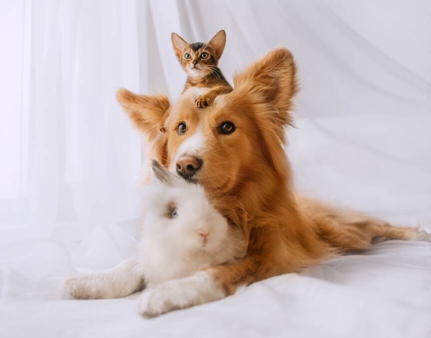 Desexing your dog, cat or rabbit is important for lots of different reasons. Picture: Shutterstock.