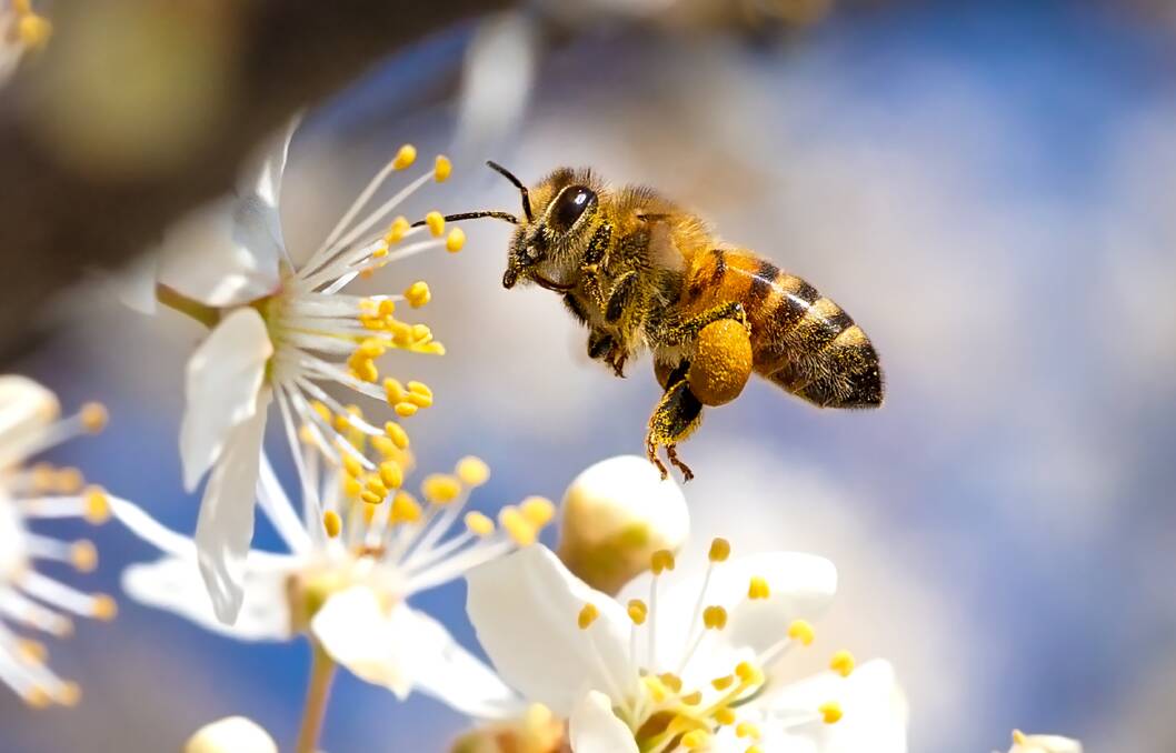 Flying honey bee collecting pollen from tree blossom. Picture: Shutterstock.