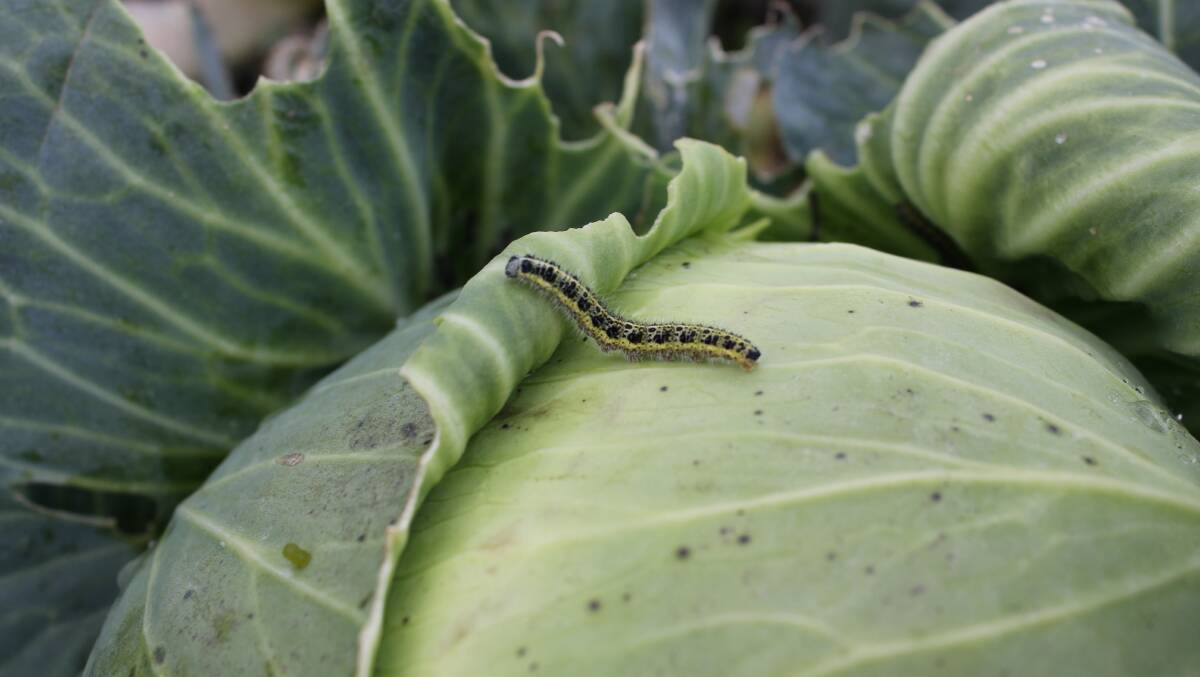 Insect pests have been waiting in the wings all season for the opportunity to munch their way through your summer garden. Photo: Shutterstock