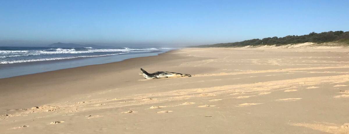 The seal was spotted on Tuesday, September 3. Photo: Stuart Bate. 