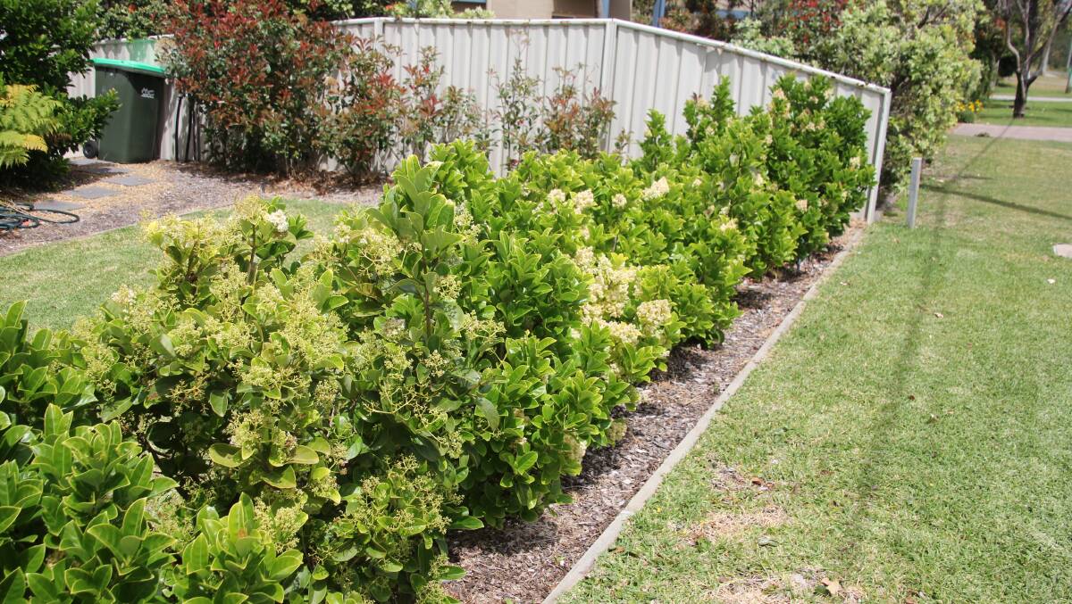 Sweet viburnum is becoming increasingly popular in residential gardens but is detrimental to the natural environment.