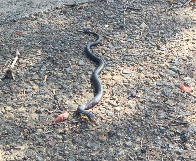 This small red-bellied black snake was spotted at Darawank War Memorial Park last week.