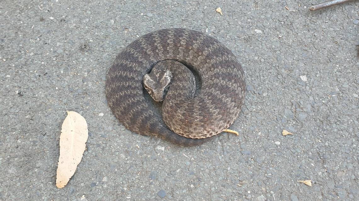 The death adder that was removed from a property at Darawank. (Photo: Brenton Asquith)