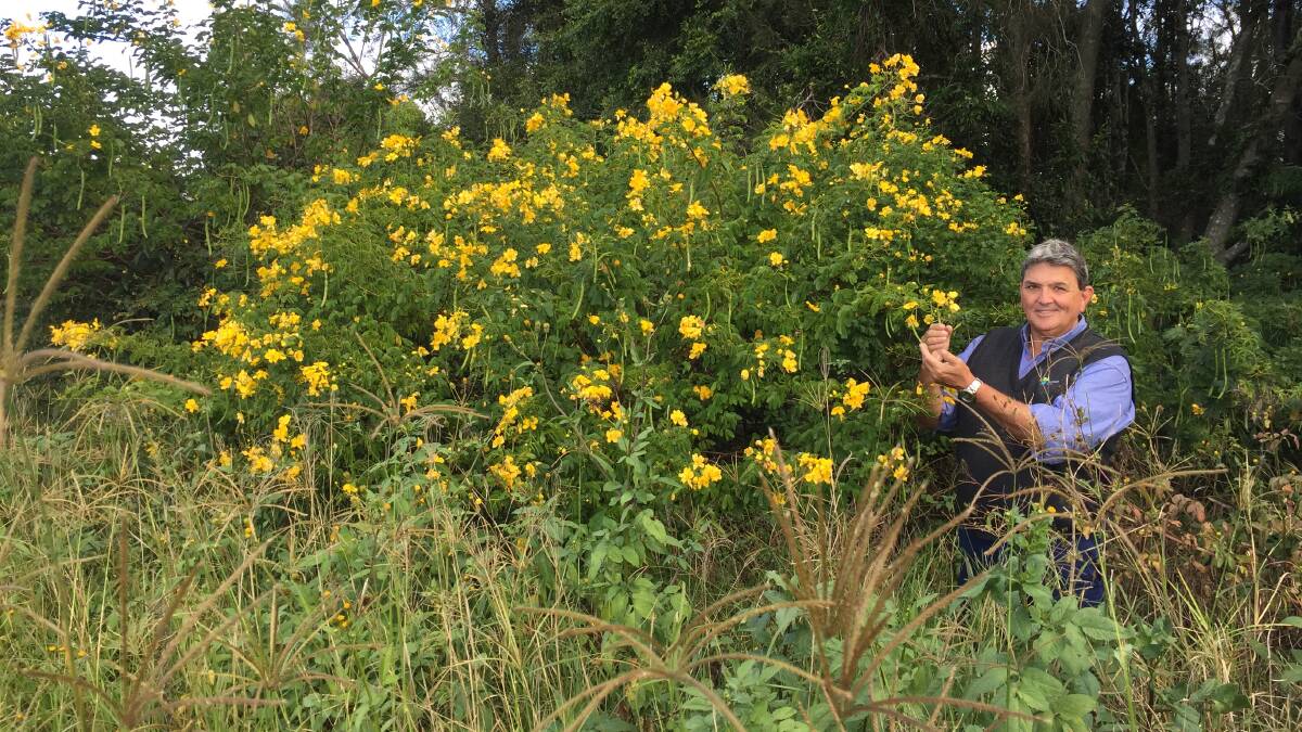 A Dire Situation: MidCoast Council's strategic weeds officer Terry Inkson points out one of the many winter senna trees in flower along our roadsides.