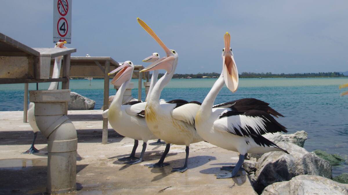 Hungry pelicans.