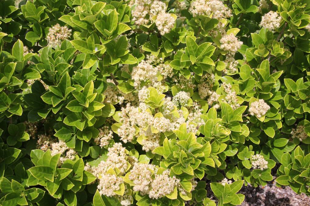 MidCoast Council is urging people to reconsider any existing or planned plantings of sweet viburnum.