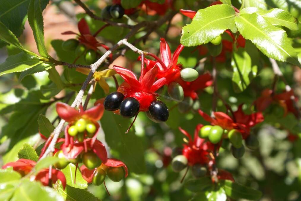 The distinctive leaves and berries of the Ochna plant.