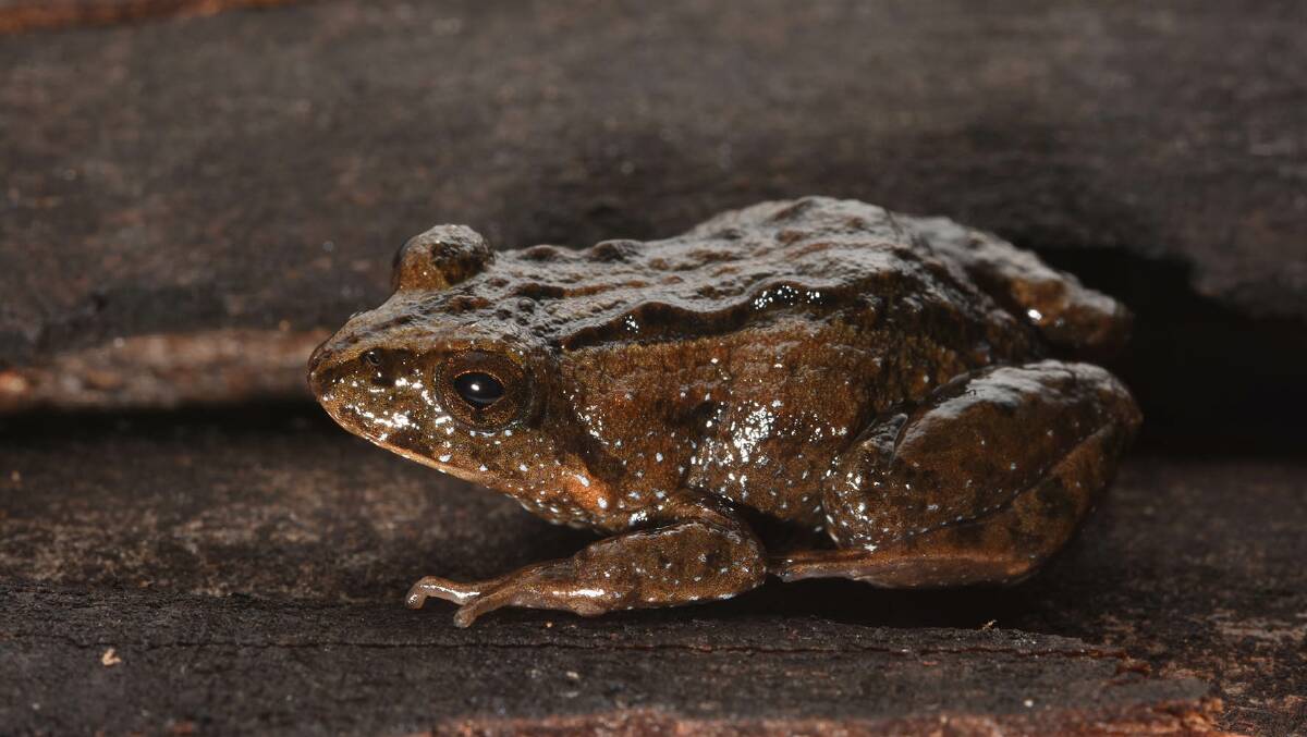 Another common frog to the region, the Common Eastern Froglet. Photo Jodi Rowley.