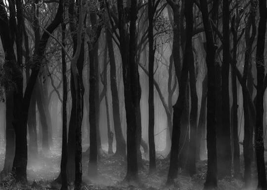 Beverley Roberts said the smoke through the trees caught her eye in an eerie, beautiful way.